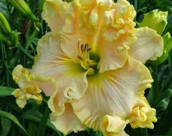 Boundless Beauty Daylily Perennial Ruffled Edges RARE Rebloomer