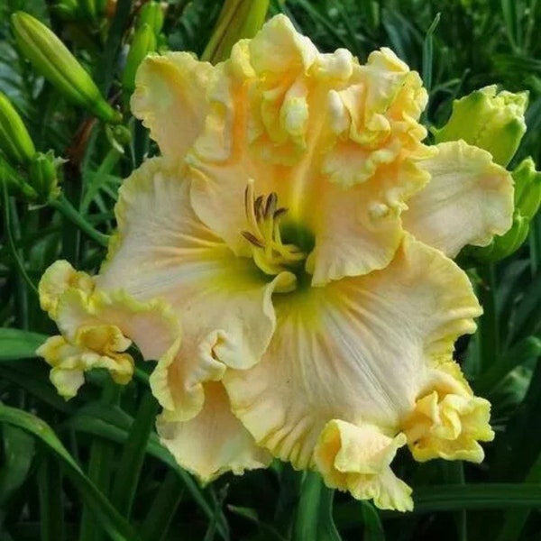 Boundless Beauty Daylily Perennial Ruffled Edges RARE Rebloomer