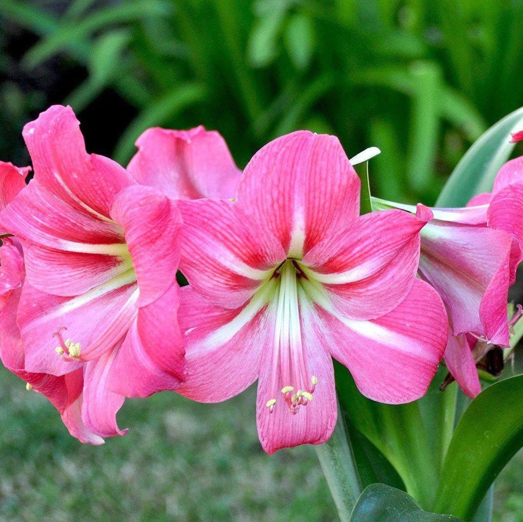 Large Pink Flush Amaryllis Bulb Rare Etsy