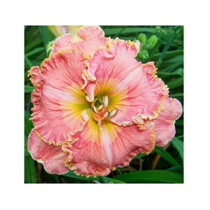 May include: A pink and yellow daylily with ruffled petals. The flower has a yellow center with brown stamens.