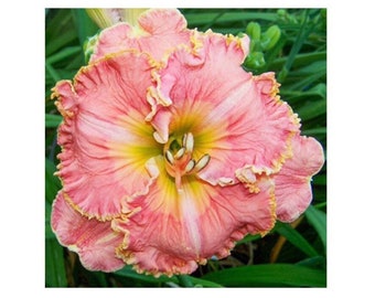 Blossom Hill Daylily Perennial Ruffled Edges RARE Rebloomer LTD QTY