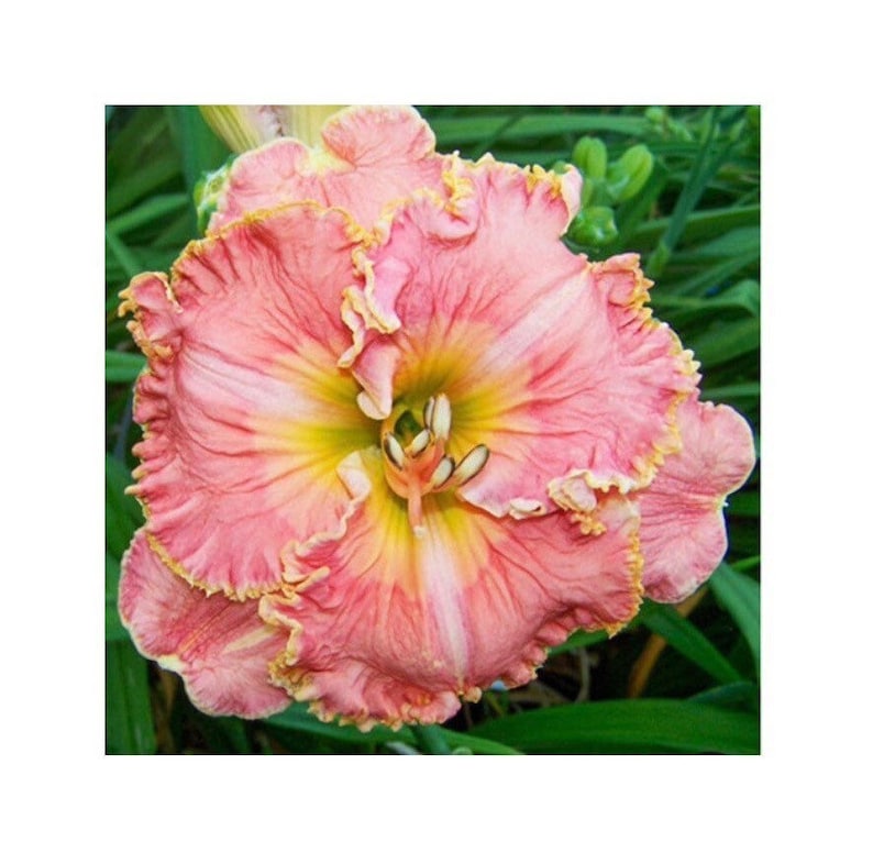 Blossom Hill Daylily Perennial Ruffled Edges RARE Rebloomer LTD QTY - Etsy