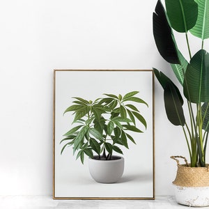 Simple Pachira Aquatica Houseplant Digital Download