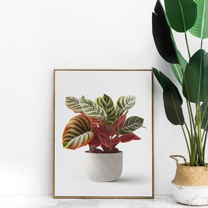 Simple Calathea Houseplant Digital Download