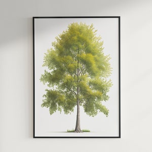 Graceful Linden Tree Poster - Botanical Art Print, Nature-Inspired Decor Digital Download