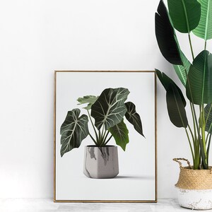 Simple Alocasia Zebrina Houseplant Digital Download