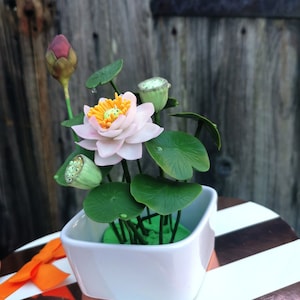 Peut inclure: Un pot en céramique blanche avec une fleur de lotus rose et jaune et des feuilles vertes. Le pot est posé sur une surface rayée.