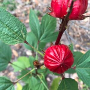 Red Roselle Seeds 25+ Tropical Hibiscus seeds (Hibiscus Sabdariffa)