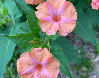 25 Four O&#39;Clock &#39;Salmon Sunset&#39; Mirabilis jalapa seeds &quot;Salmon Pink Four O&#39;Clocks&quot; (25 seeds 8.00)