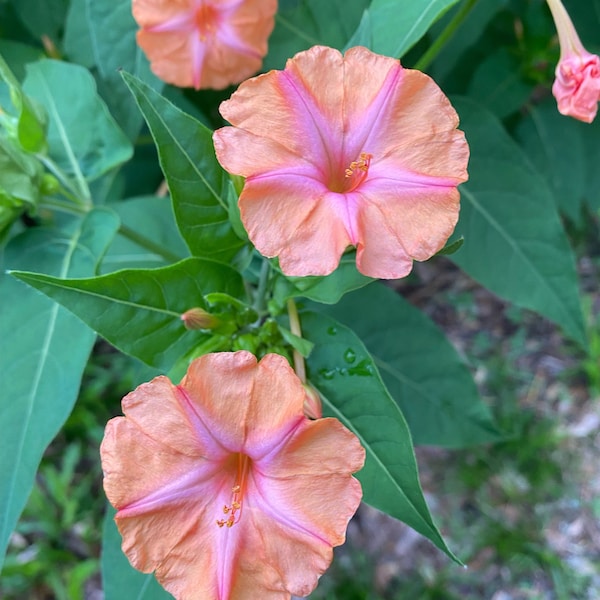 25 Four O'Clock 'Salmon Sunset' Mirabilis jalapa seeds "Salmon Pink Four O'Clocks" (25 seeds 8.00)