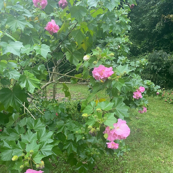 Propagated Confederate Rose Cuttings/Starts 12-16 inches tall with new growth