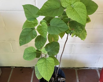 Catalpa Tree