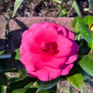 Mature “Pink” Camellia Plants