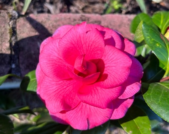 Mature “Pink” Camellia Plants