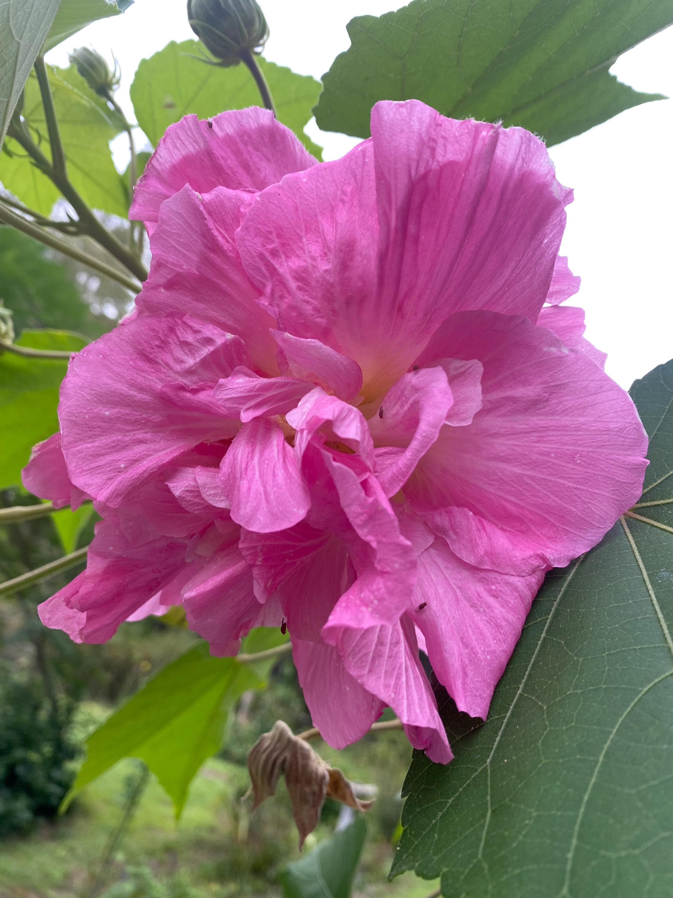 Confederate Rose Plant (hibiscus Mutabilis) - Etsy