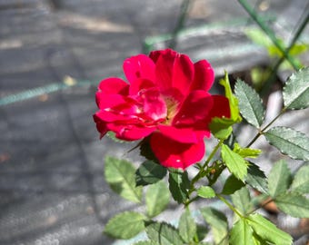 Rosa de China