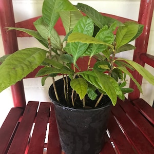 Loquat Tree  (Eriobotrya japonica)