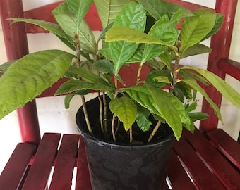 Loquat Tree  (Eriobotrya japonica)