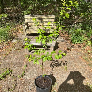 Puede incluir: Un árbol joven en una maceta de plástico negro con hojas de color verde brillante. El árbol está frente a un banco de madera y rodeado de vegetación. La imagen está tomada al aire libre con luz natural.