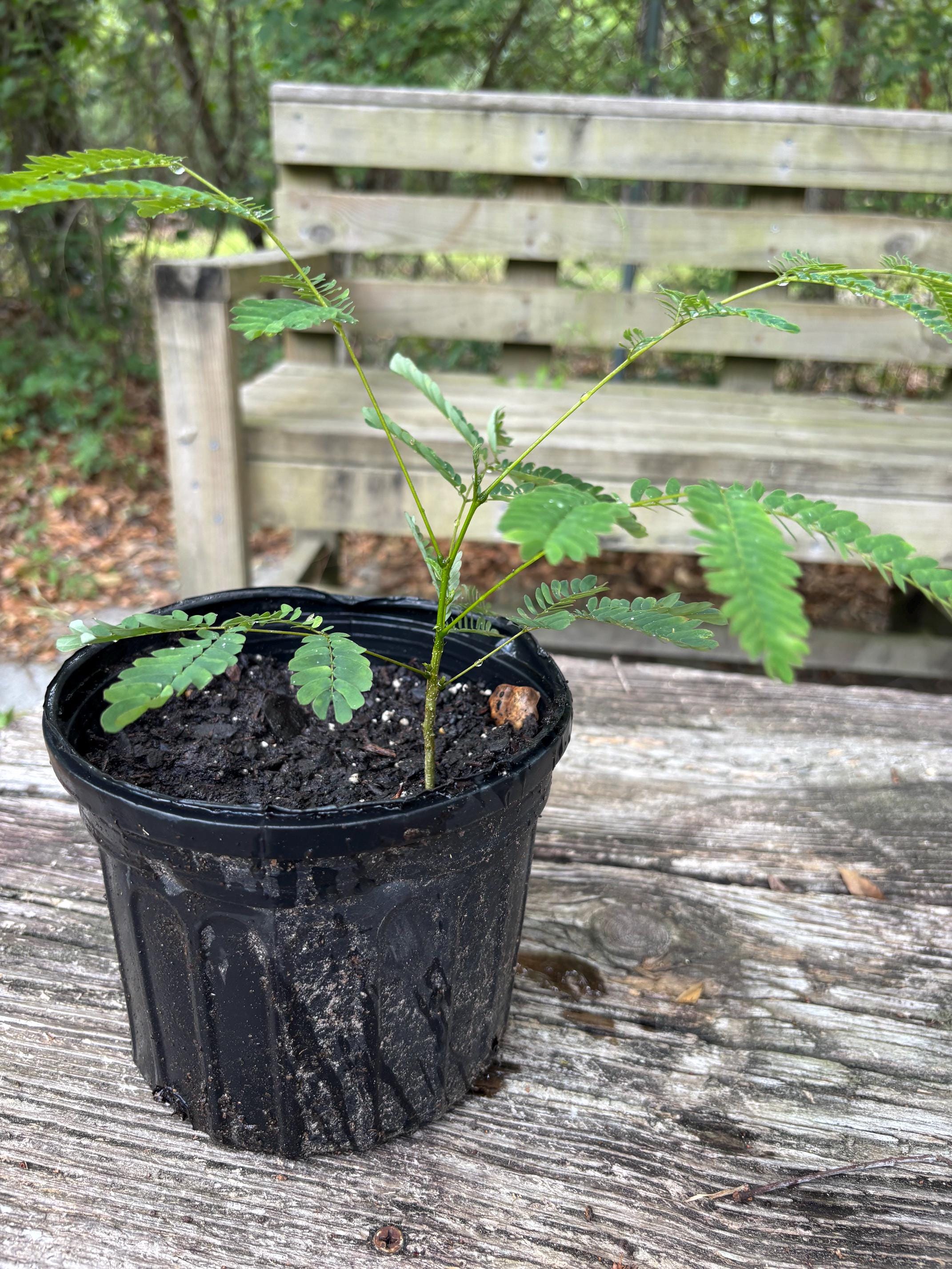 Mimosa Trees - Well Rooted. - Etsy