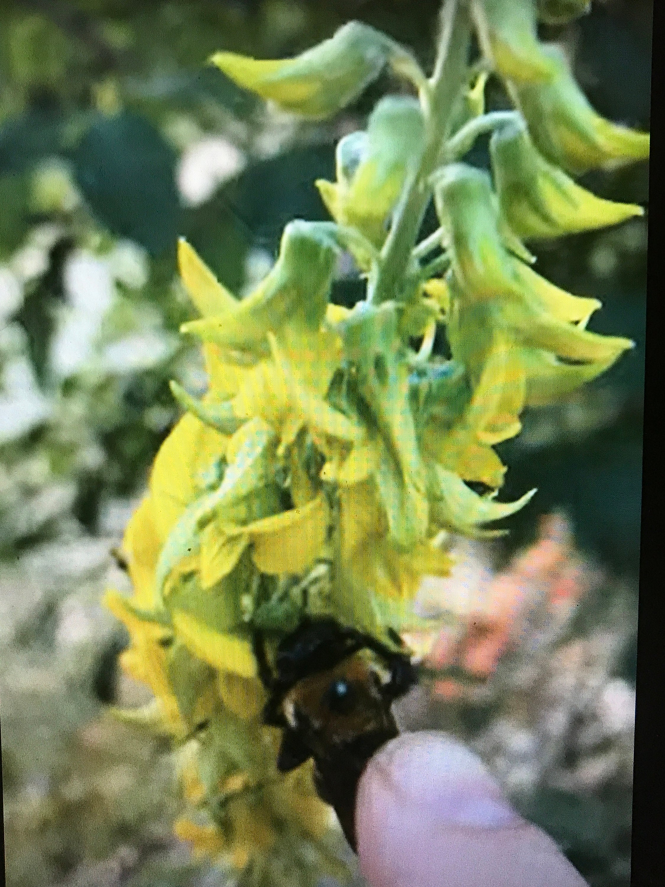 Regal Bird Flower Seeds  Crotalaria Cunninghamii Hummingbird Blooms - Etsy