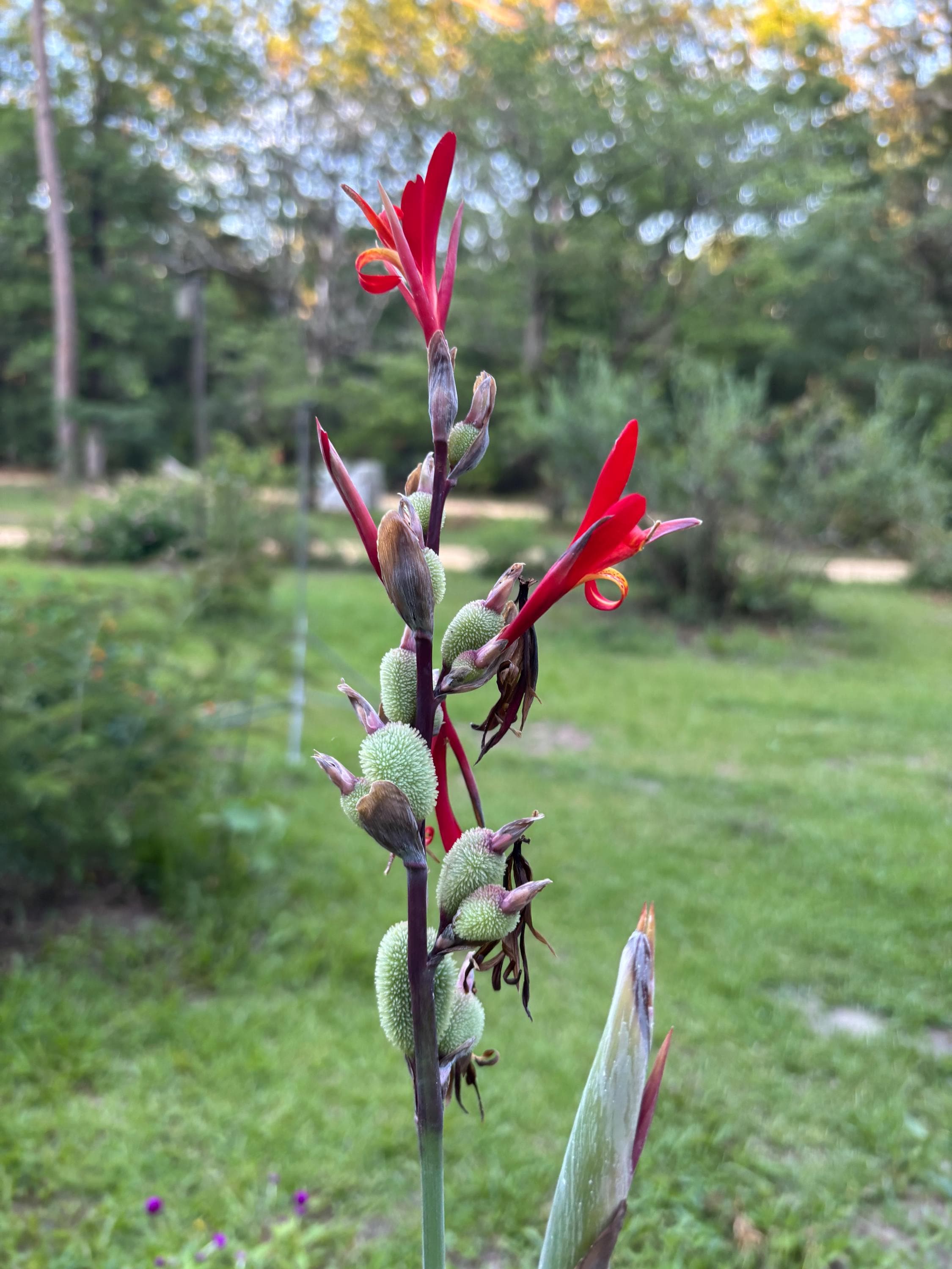 Canna Indica - Etsy