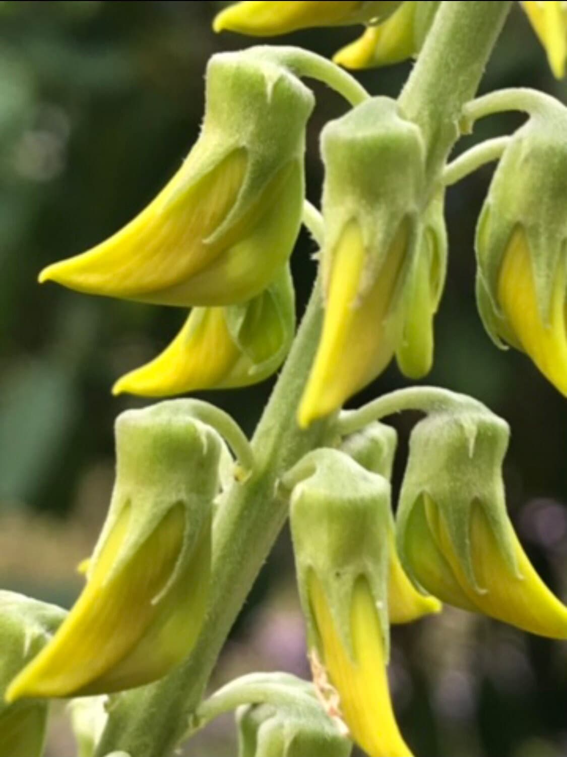 Regal Bird Flower Seeds  Crotalaria Cunninghamii Hummingbird Blooms - Etsy