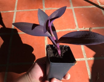 Purple Heart Spiderworts (Tradescantia pallida) Purple Wondering Jew