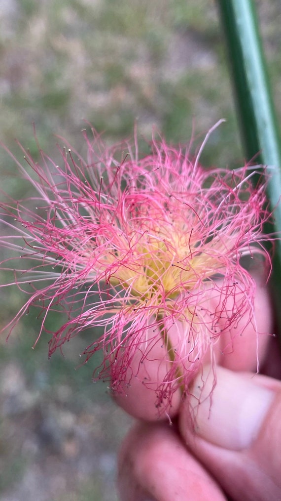 8 Mimosa Seeds 3.99 - Etsy