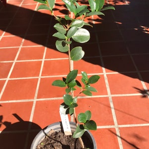 Japanese Quince