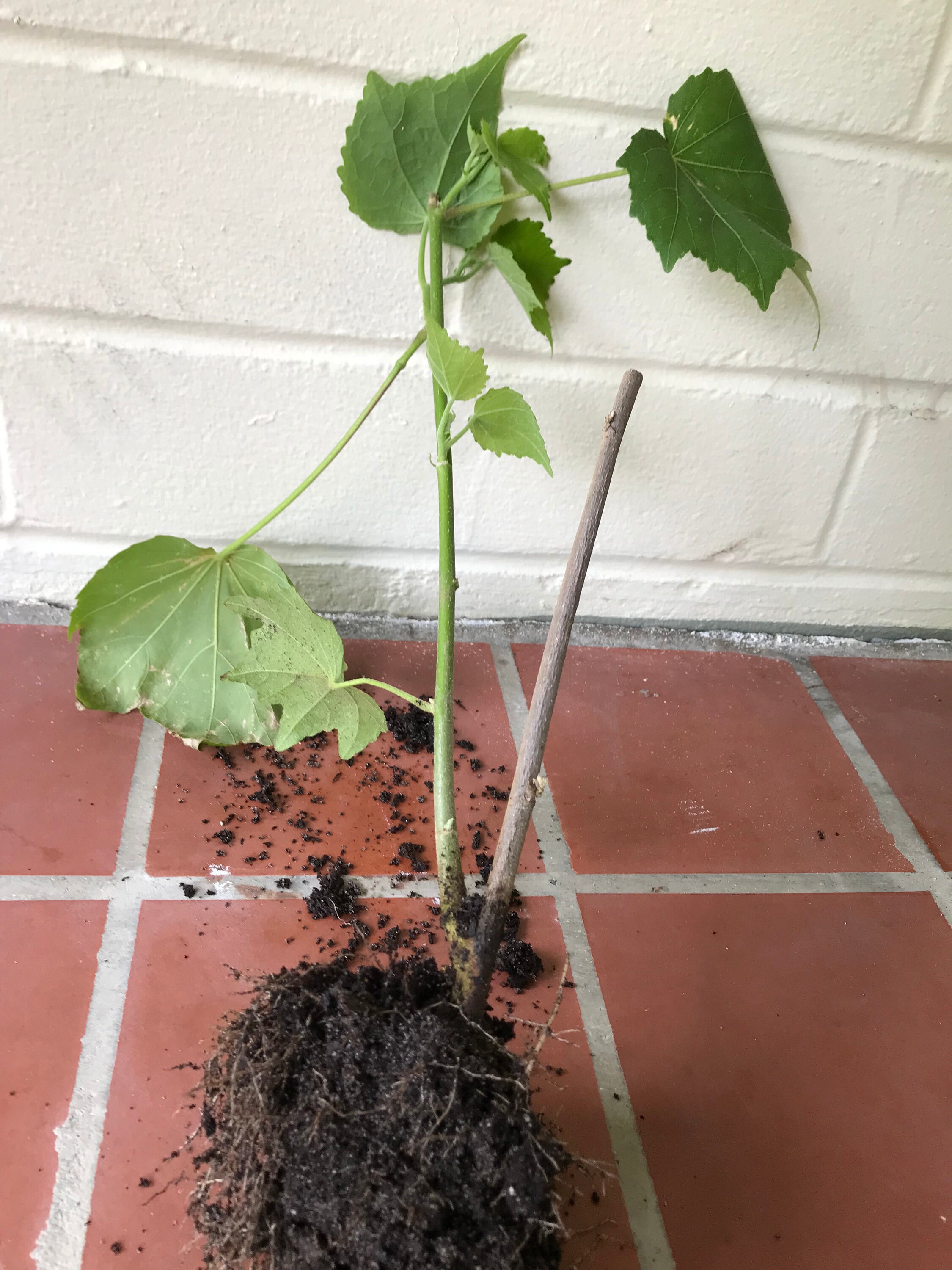 Propagated Confederate Rose Cuttings/starts 1216 Inches Tall With New