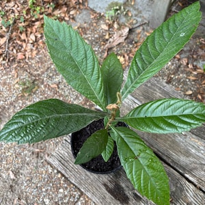 Loquat Baum (Eriobotrya japonica)