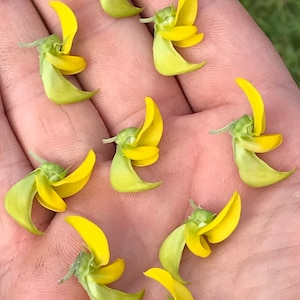 20 seeds  9.99- Regal Bird Flower-Green Bird Flower-CROTALARIA CUNNINGHAMI-HUMMINGBIRD Flower-Grow Your Own Hummingbird looking Flowers