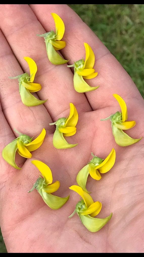 Regal Bird Flower Seeds  Crotalaria Cunninghamii Hummingbird Blooms - Etsy  Israel