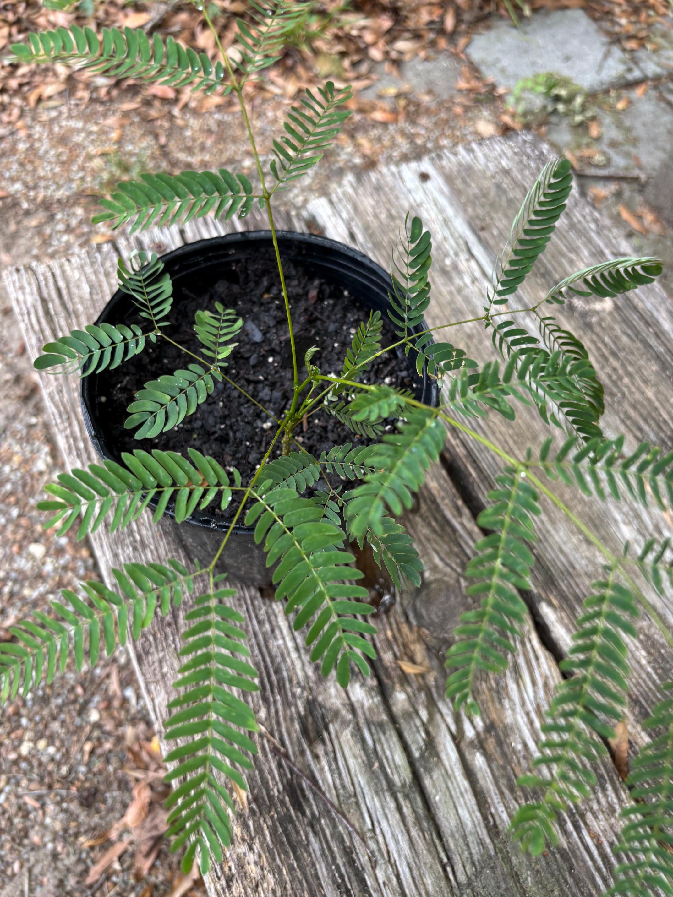 Mimosa Trees - Well Rooted. - Etsy