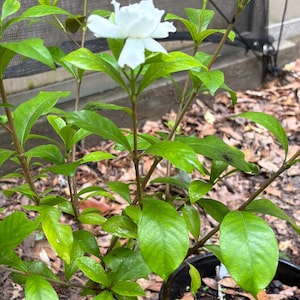 Gardenia (white)