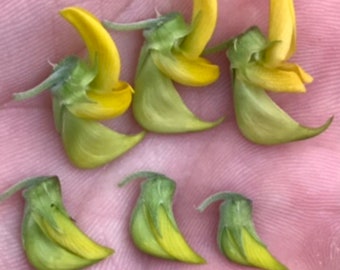 20 graines 9.99- Fleur d’oiseau royal-Fleur d’oiseau vert-CROTALARIA CUNNINGHAMI-Fleur colibri-Cultivez vos propres fleurs à la recherche de colibri