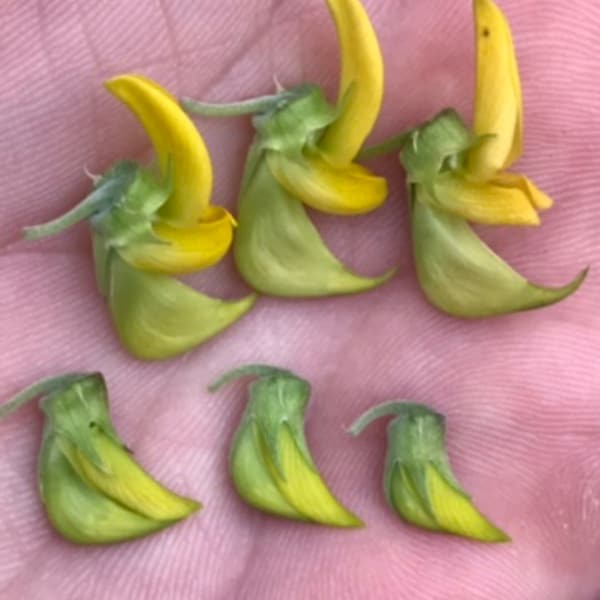 20 seeds  9.99- Regal Bird Flower-Green Bird Flower-CROTALARIA CUNNINGHAMI-HUMMINGBIRD Flower-Grow Your Own Hummingbird looking Flowers