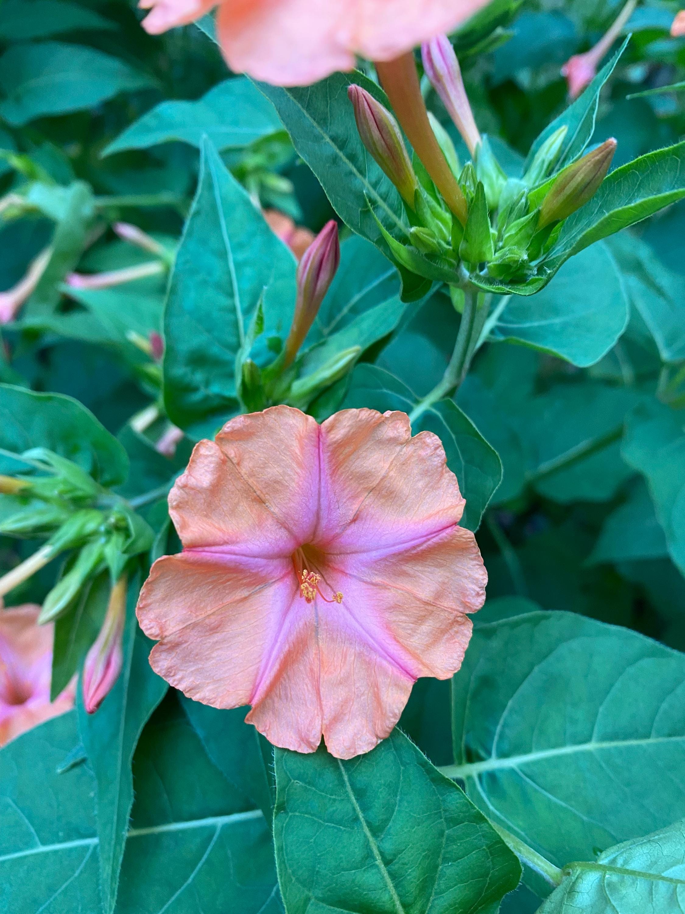 Mirabilis Jalapa 'salmon Sunset' Seeds – Four O'clock Flower, Pink