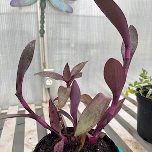 Großes Dreifaltiges Gelbes Löwenkraut (Tradescantia pallida)
