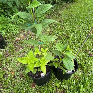 Red Bee Balm plants