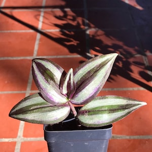 Inchplant Spiderworts (Tradescantia Zebrina)