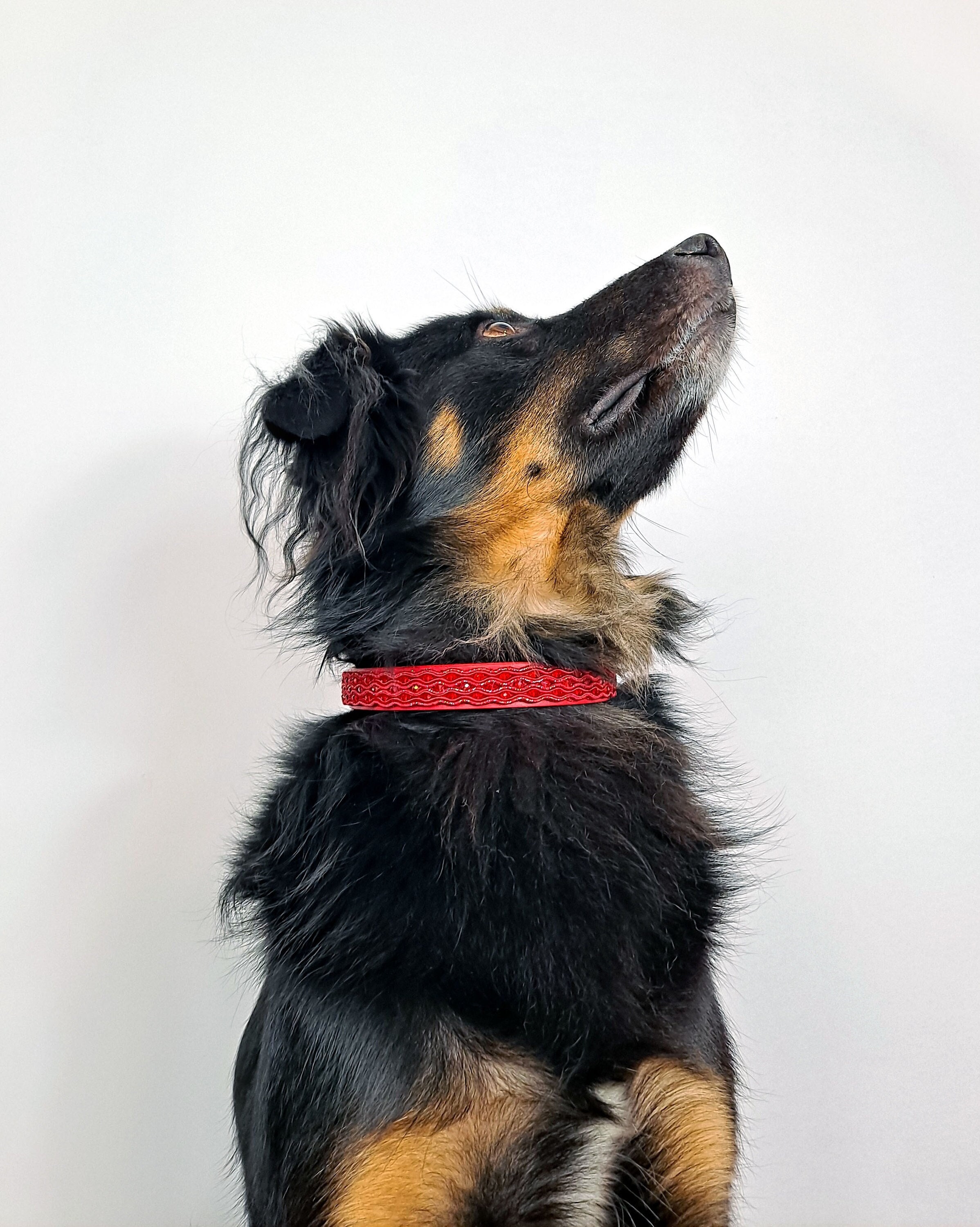 Nackenhörnchen Reisekissen Erwachsene Hund Mikroperlen - leolienchen-design  für Mensch und Hund