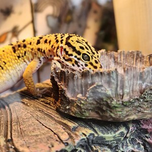 May include: A yellow and black leopard gecko lizard is perched on a brown and green textured rock. The gecko is looking to the right of the image.