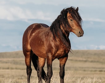 Wild Mustangs from McCullough Peaks, Wyoming - May 2021 / Wildlife Photography Print / Photo print of Wild Horses