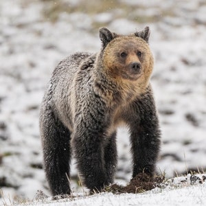 Obsidian Sow&#39;s Yearling Cub in Snow, Yellowstone National Park / Wildlife Fine Art Print / Photo print of Grizzly Bear / National Parks