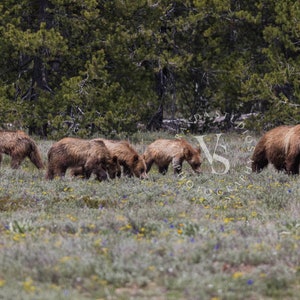 Bear 399 with four cubs in Grand Tetons National Park - May 2021 / Wildlife Photography Print / Photo print of Grizzly Bear