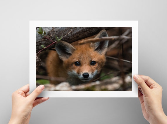 Cute Red Fox Kit Peeking Out Of Den Area Wildlife Fine Art Etsy Singapore