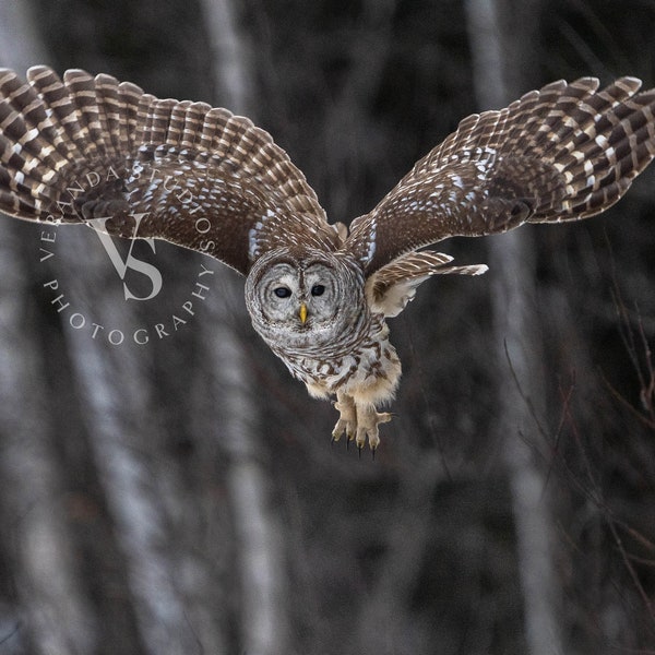 Barred Owl Taking Flight at dusk / Wildlife Photography Print / Fine Art Photo print of Barred Owl / Owl Photo