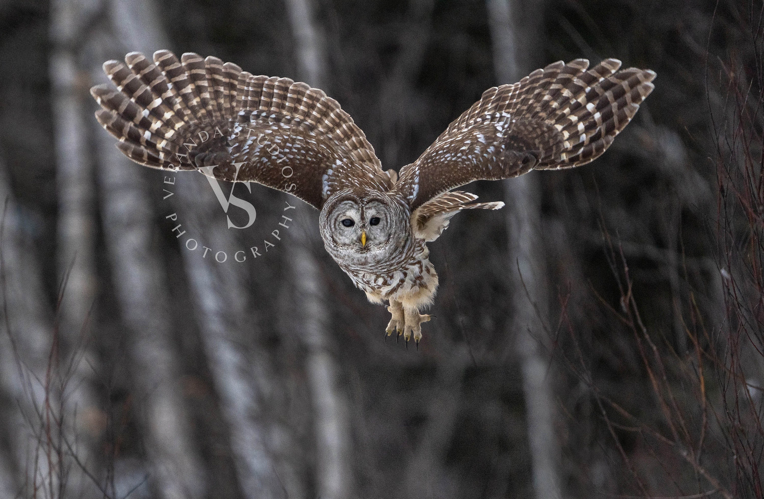 Barred Owl Taking Flight at Dusk / Wildlife Photography Print / Fine Art  Photo Print of Barred Owl / Owl Photo - Etsy UK